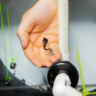 Baby White's Seahorse Against A Hand
