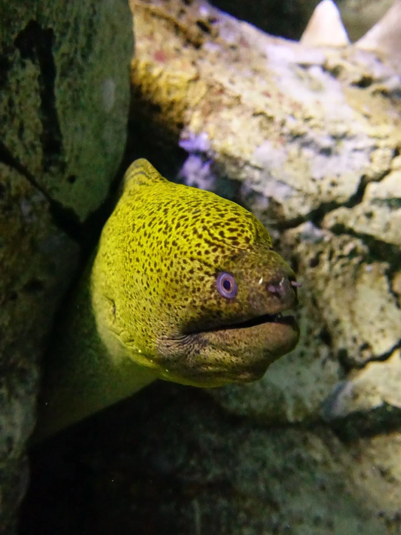 moray eel at sea life sydney aquarium