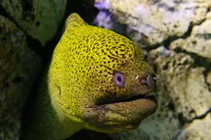 moray eel at sea life sydney aquarium
