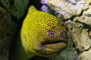 moray eel at sea life sydney aquarium