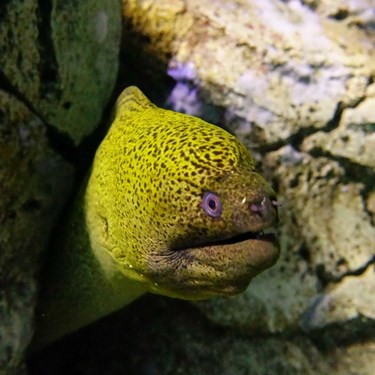moray eel at sea life sydney aquarium