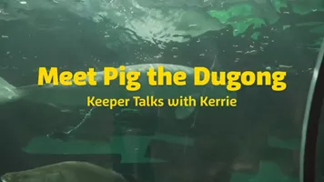 Pig Keeper Talk