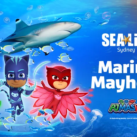 PJ Facebook 1200X628px