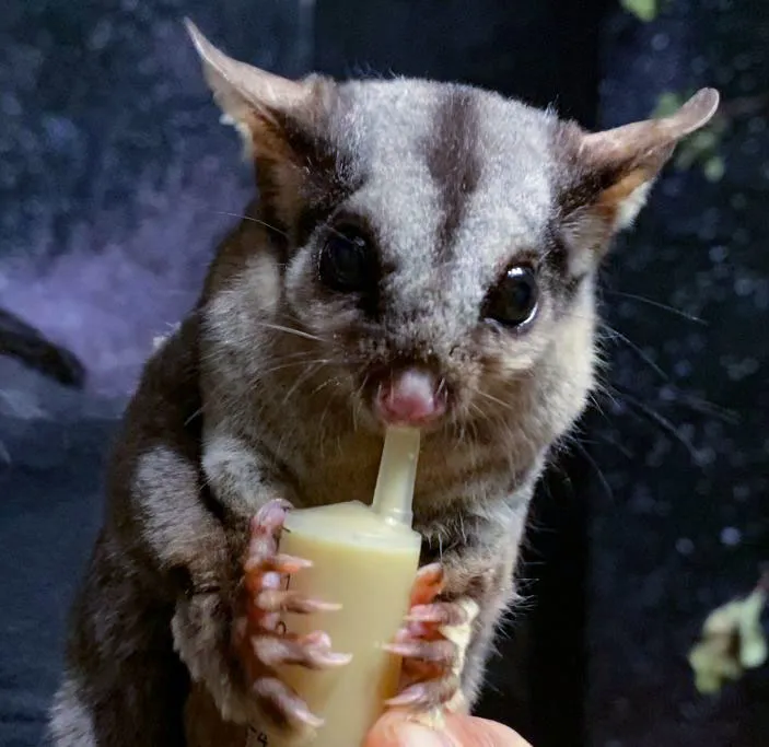 WL Sugar Glider Eating Nectar Night 2