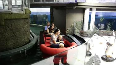 Penguin Boat Ride 2