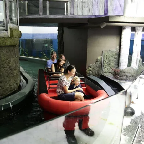 Penguin Boat Ride 2