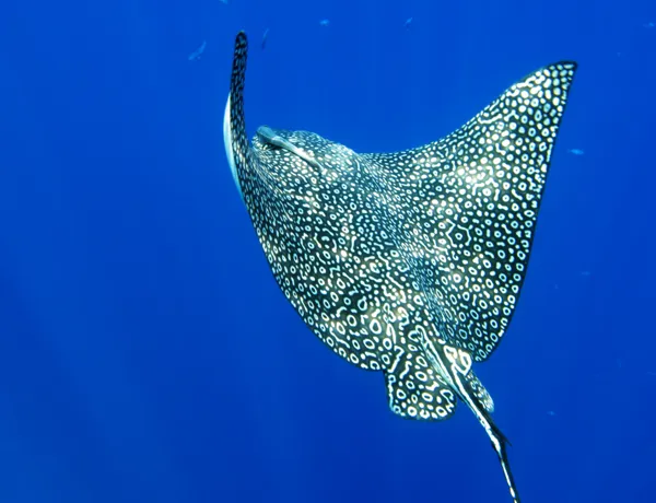 Aussie Animal Passport Animal Stingray