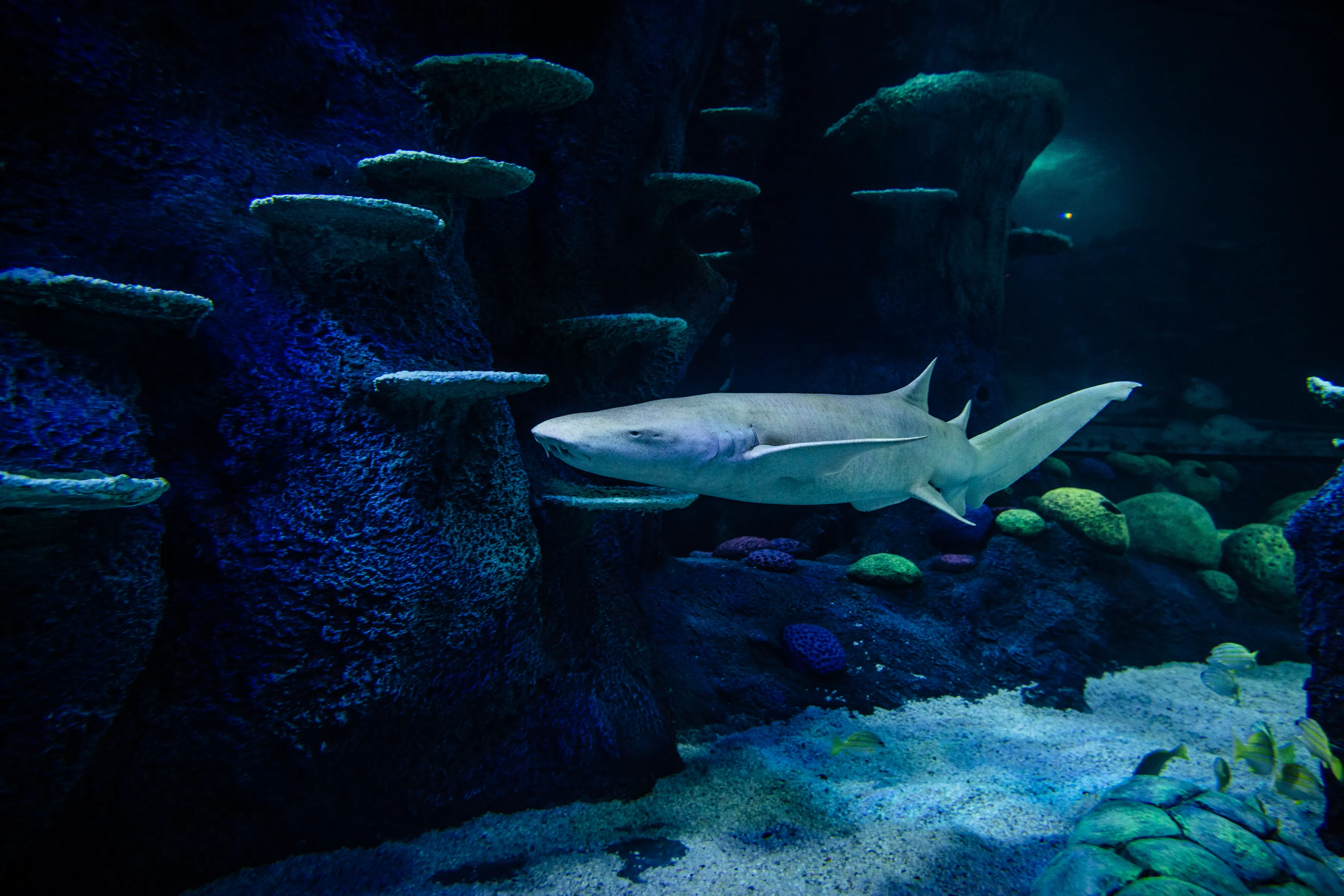 Tawny Nurse Shark at Sea Life Sydney Aquarium