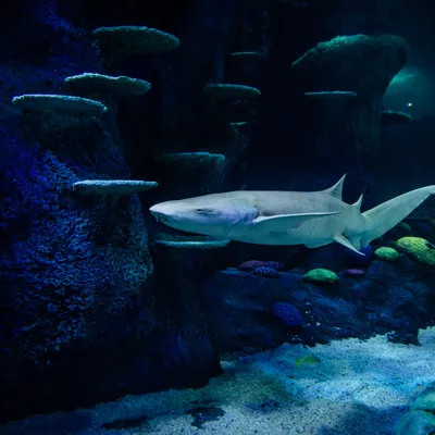 Tawny Nurse Shark at Sea Life Sydney Aquarium