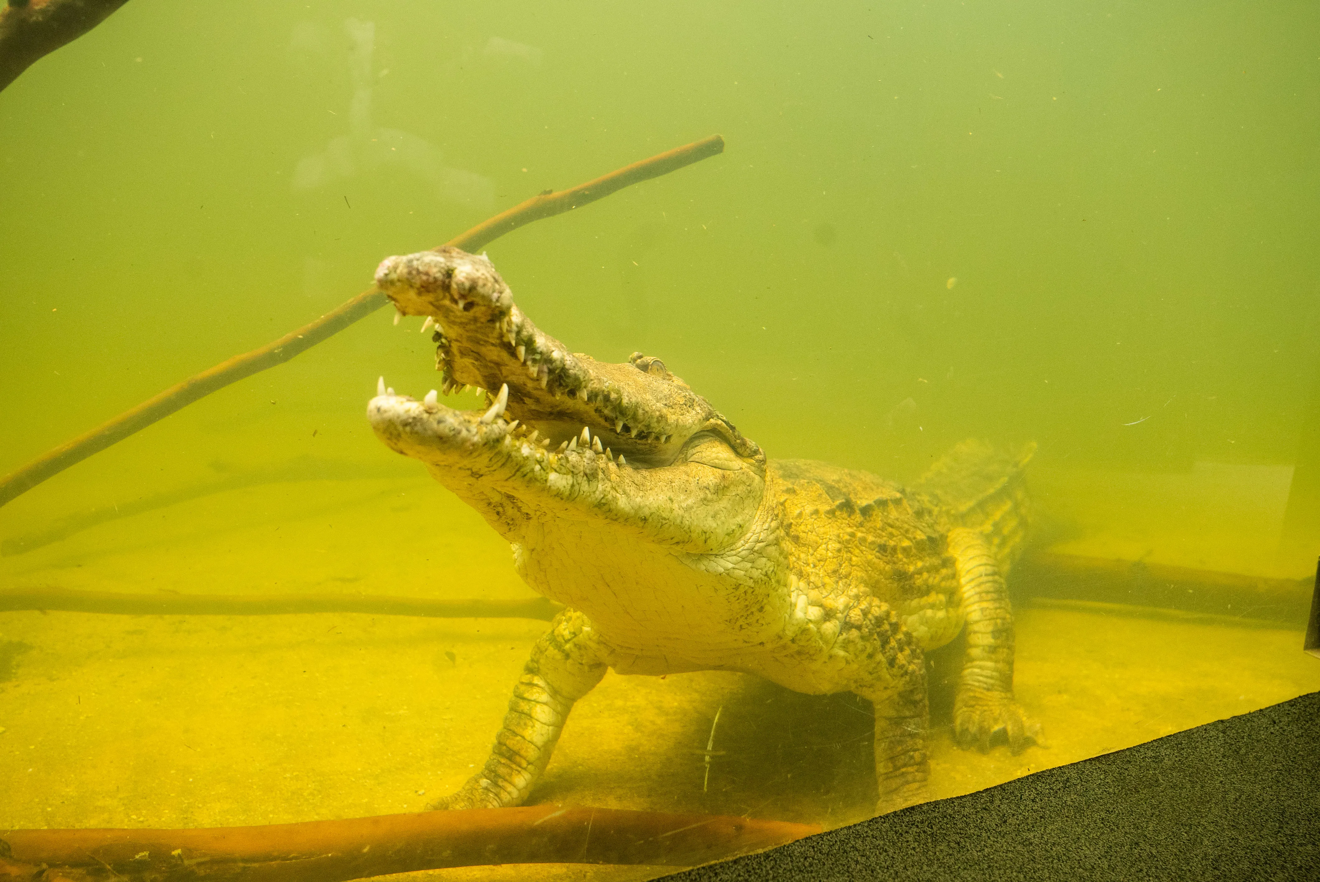 Crocodile Wild Life Sydney Zoo