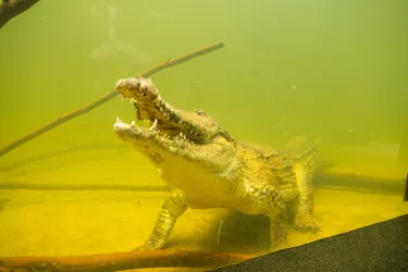 Crocodile Wild Life Sydney Zoo