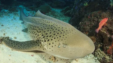 Zebra Shark