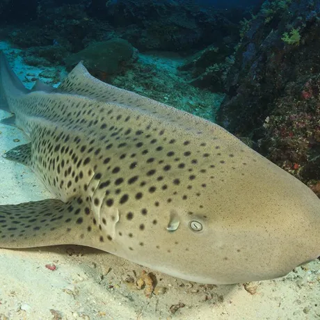 Zebra Shark
