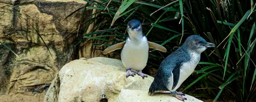 Baby Penguins at SEA LIFE Sydney