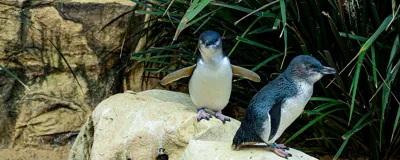Little Penguins