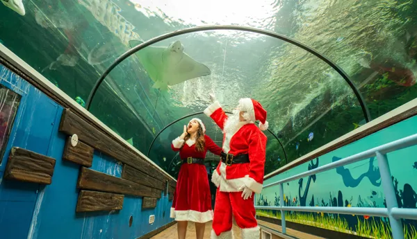 Mr&Mrsclaussealifesydneyaquariumeagleray2