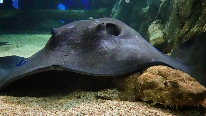 Ray
