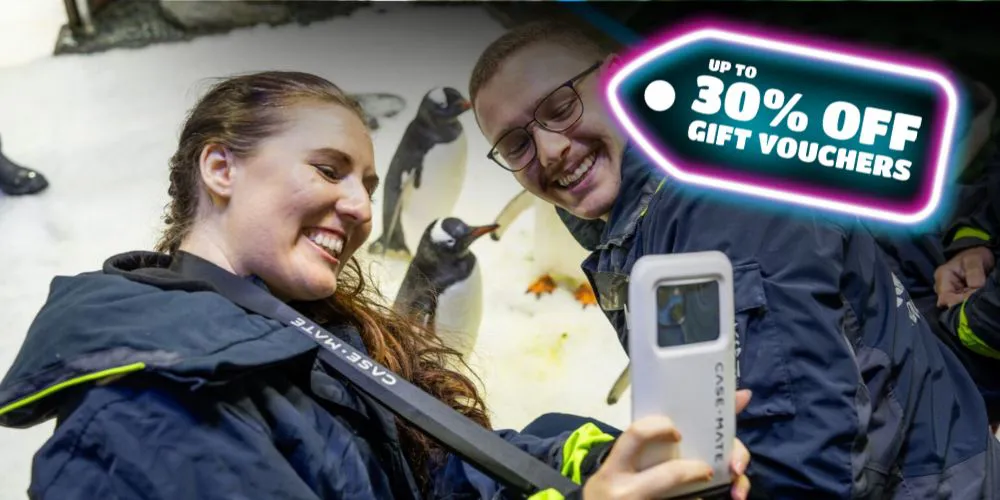 BF Penguin Encounter