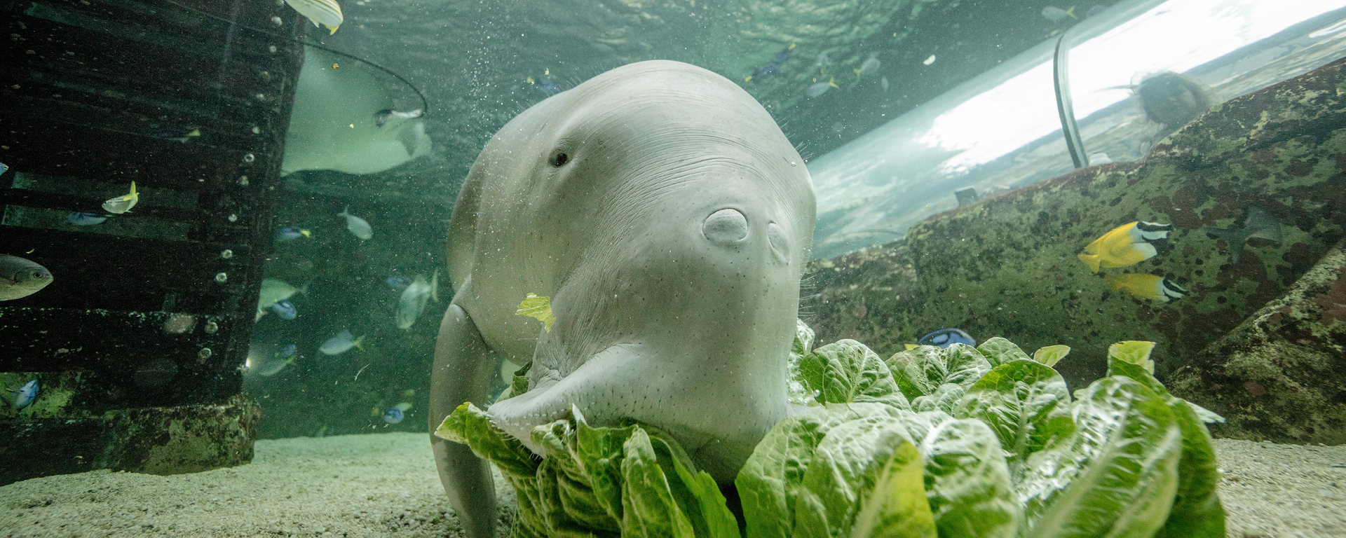 Explore what's inside Sydney Aquarium | SEA LIFE Sydney