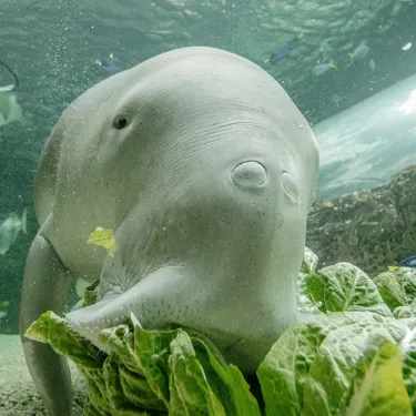 Dugong eating lettuce