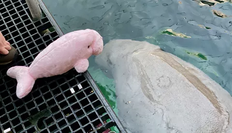 Pink Dugong