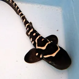 Zebra Shark Pup 'Lingka' | Photo Credit: Reshark