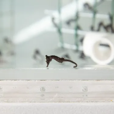 WLS Seahorseadopt Bholgate 3330