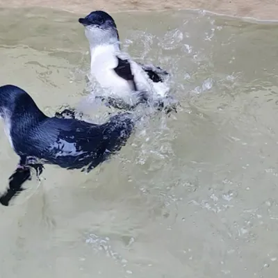 Little Penguins 3