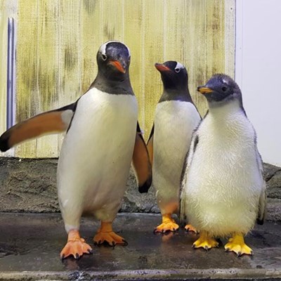 Penguin Gender