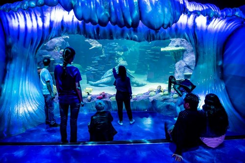 Get up close and personal with sea life this Summer