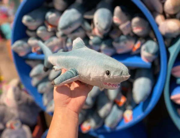 Blacktip Shark