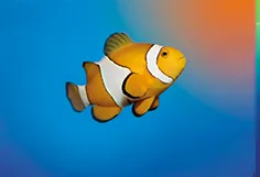 Clownfish 2