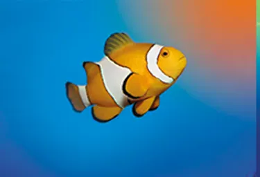 Clownfish 2