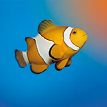 Clownfish 2
