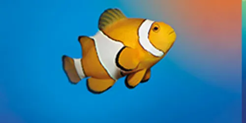 Clownfish 2