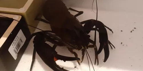 Pinchy The Lucky Crayfish