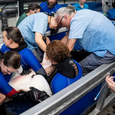 Experts Working On Kaya In Portable Medical Pool SEA LIFE Sydney Aquarium