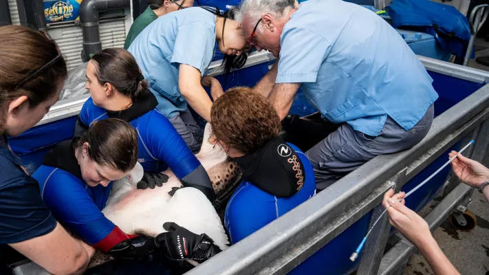 Experts Working On Kaya In Portable Medical Pool SEA LIFE Sydney Aquarium