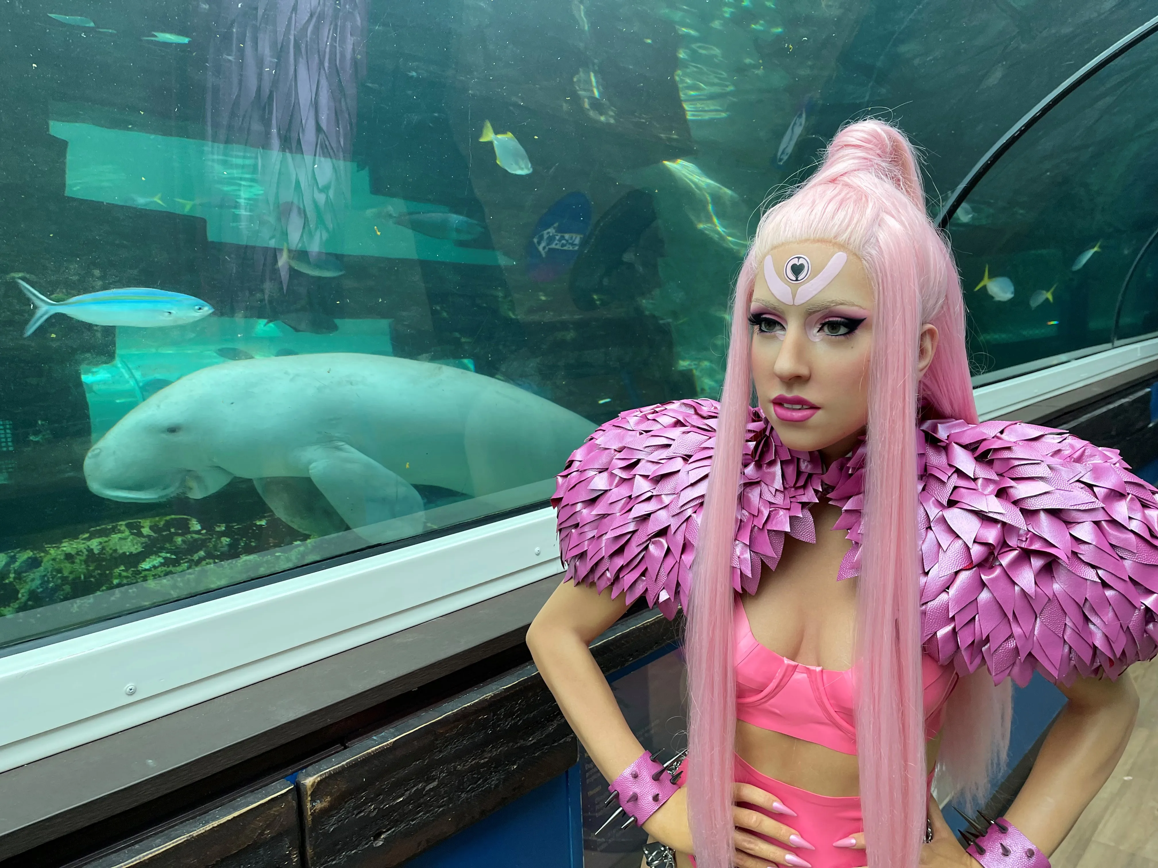 Ladygaga Vistspig Thedugong SEA LIFE Sydney