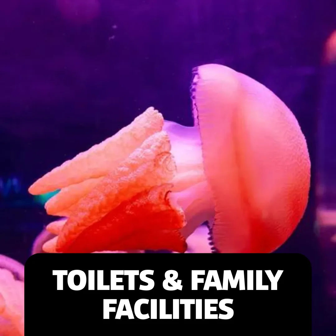 Accessibility Webpage Images Toilets