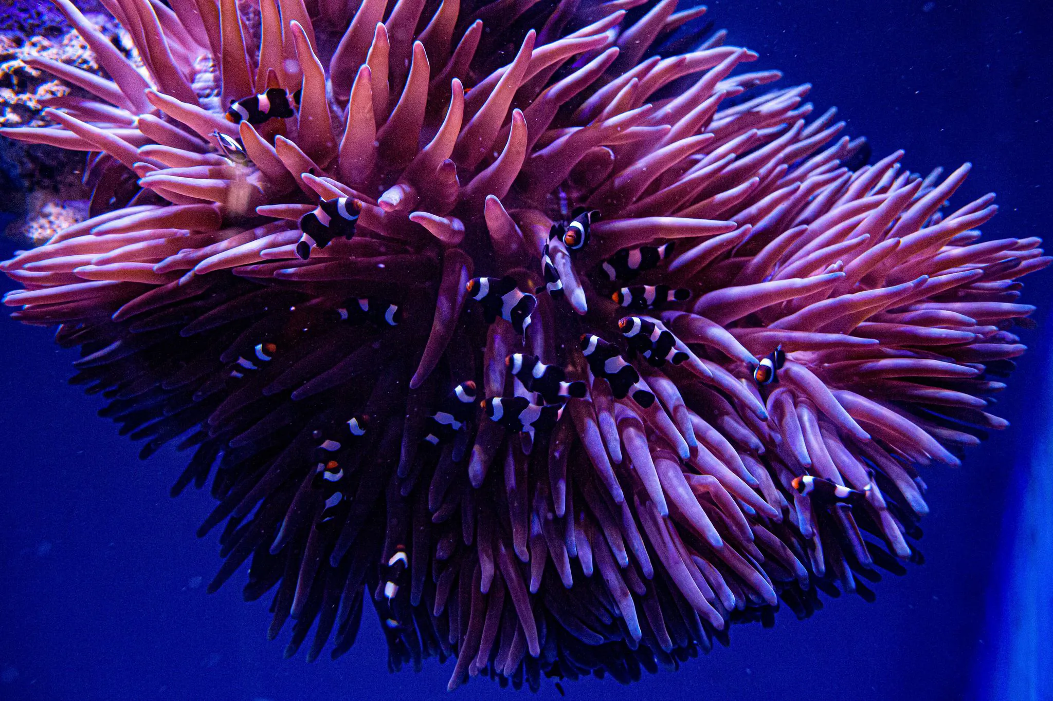 Tropical Reef Fish | SEA LIFE Sydney Aquarium