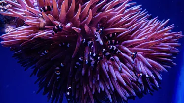 Can you Find Nemo? Fun Activities in Sydney