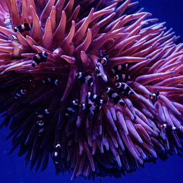 Can you Find Nemo? Fun Activities in Sydney