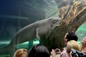 Visit Dugong Island at SEA LIFE Sydney Aquarium