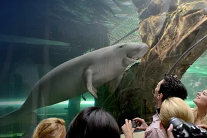 Visit Dugong Island at SEA LIFE Sydney Aquarium