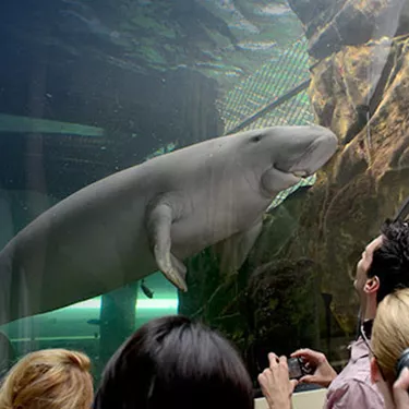 Visit Dugong Island at SEA LIFE Sydney Aquarium
