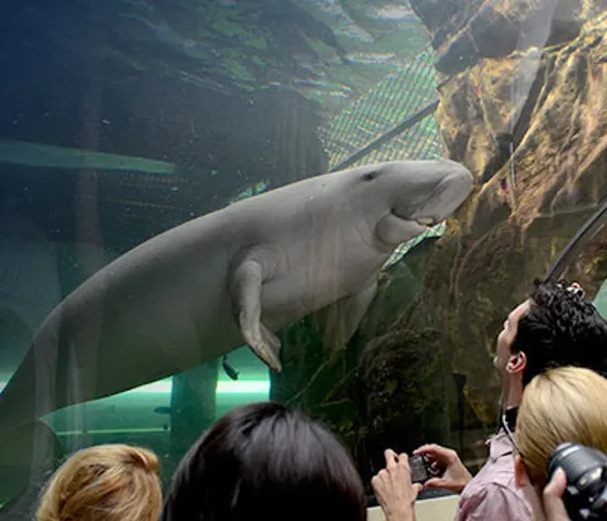 Visit Dugong Island at SEA LIFE Sydney Aquarium