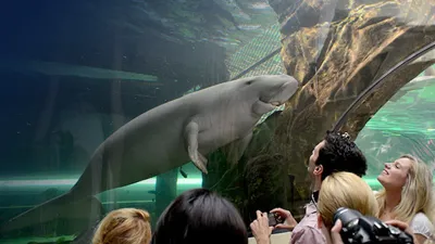 Visit Dugong Island at SEA LIFE Sydney Aquarium