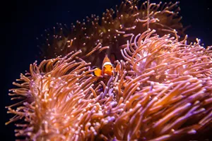 Clownfish And Anenome (1)