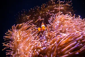 Clownfish And Anenome (1)